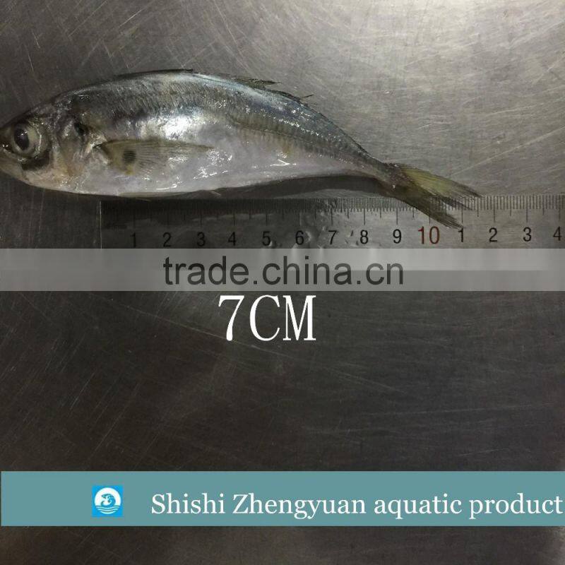 Fresh frozen HGT horse mackerl 6-8cm loose package
