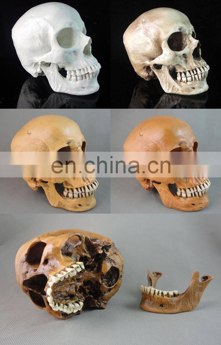 New arrival simulation halloween decorative skull FGHS-0005