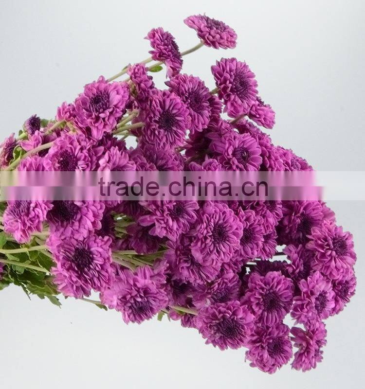 Alibaba china hot selling chrysanthemum from yunnan