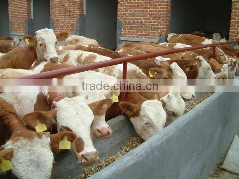 custom-made animal ear tag