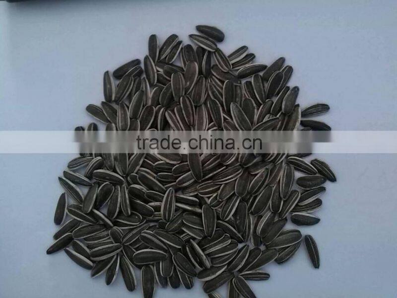 chinese fresh sunflower seed 5009 hot sale