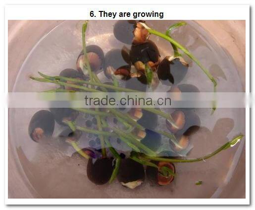 2015 Water Lily Lotus Seeds For Growing For Family Pot Landscape