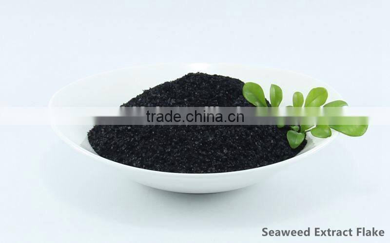 Enhance plants growth seaweed extract flake for foliar spray