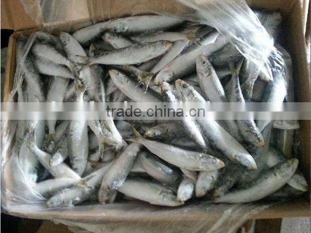Frozen sardine for bait or for canning factory