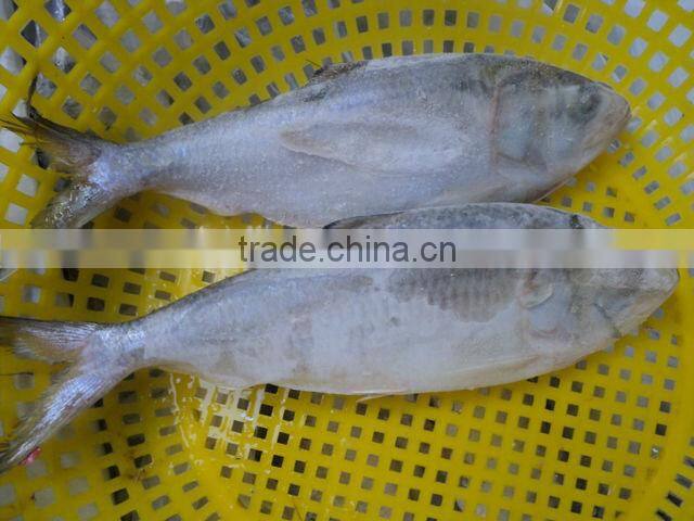 FROZEN SARDINE FISH/ SHAD FISH/ SIZE 4/6