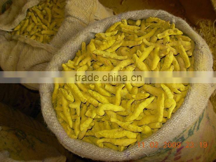 UK Quality Turmeric Finger