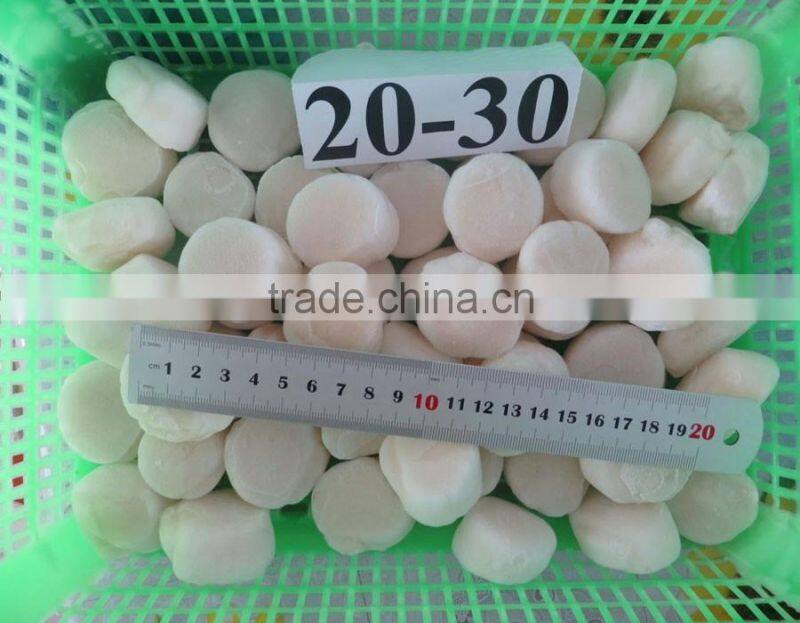 hot selling good price new fresh ligament of pen shell