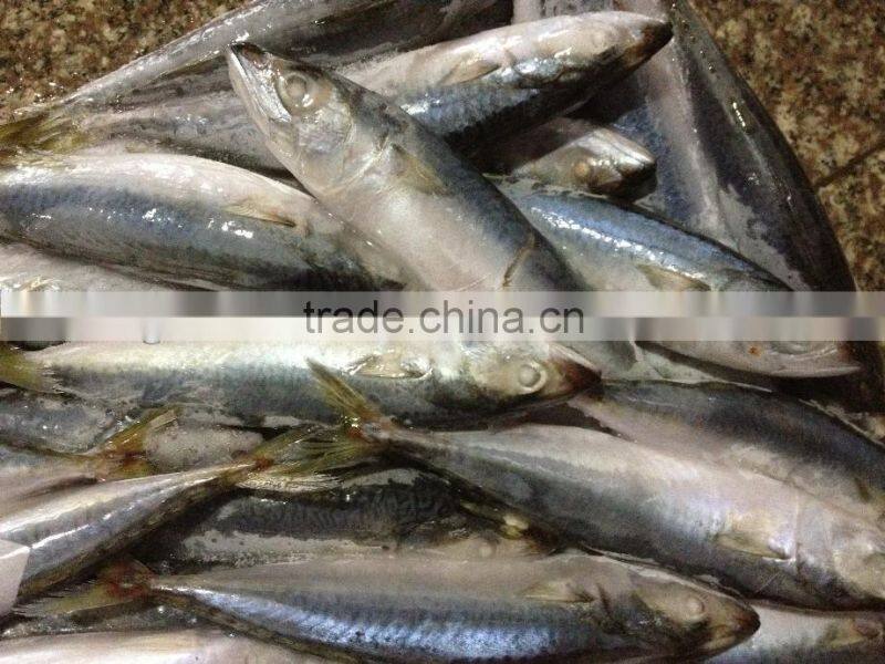 New stock BQF WR frozen fish mackerel 150g