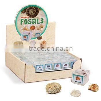 Fossils in Magnifying Box Easy Collection Kit