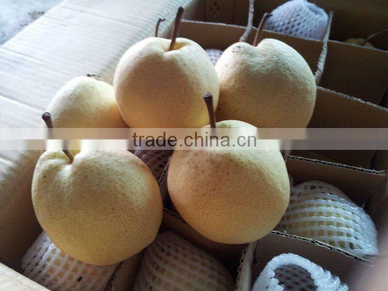 crisp and sweet su pear (good quality and market)