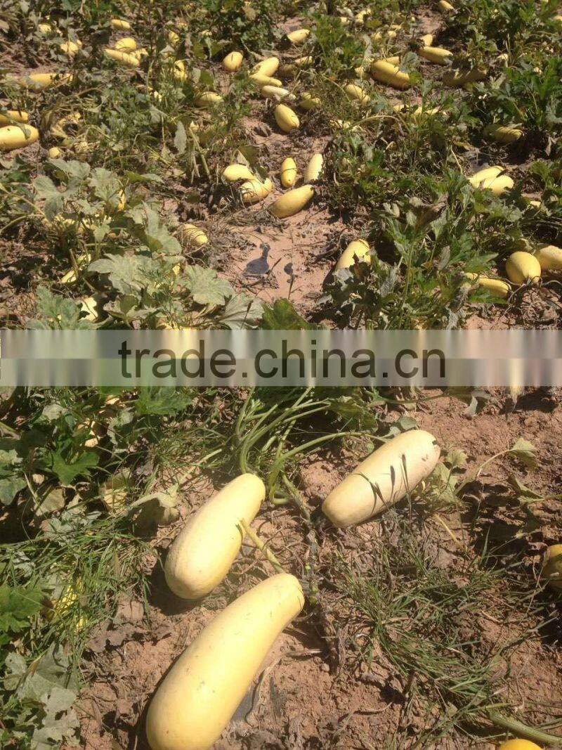 Hybrid for seed zucchini seeds squash seeds for growing-golden abundant