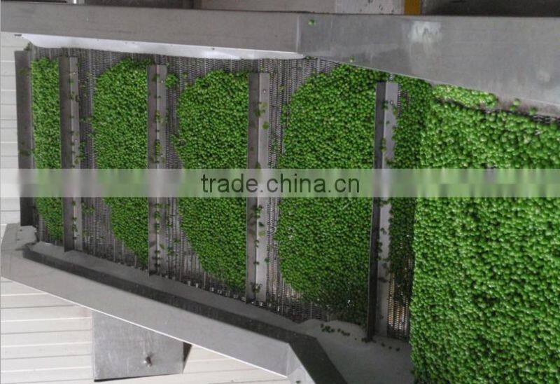 Best taste frozen fresh green peas/chinese peas new season