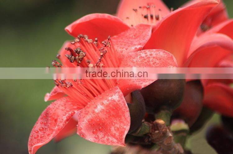 Outdoor plant bombax seedling