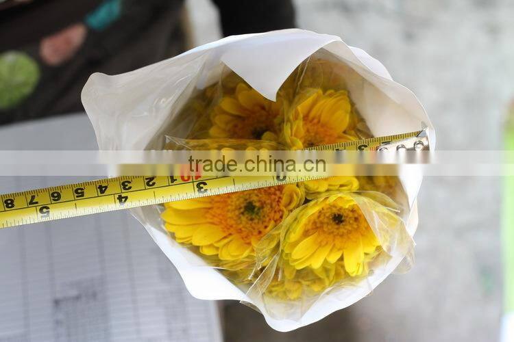Export varieties types of fresh cut flowers of gebera flower