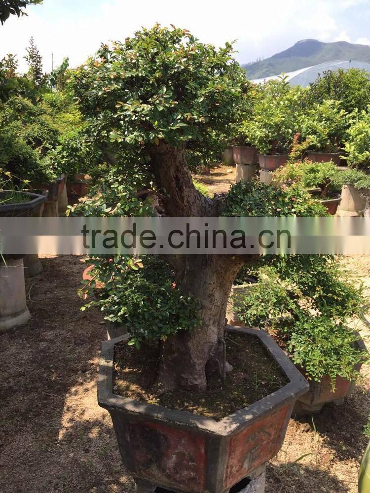 Sale Ulmus Pumila for outdoor planting