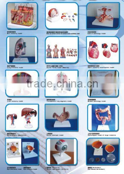 Natural size shoulder joint pvc model
