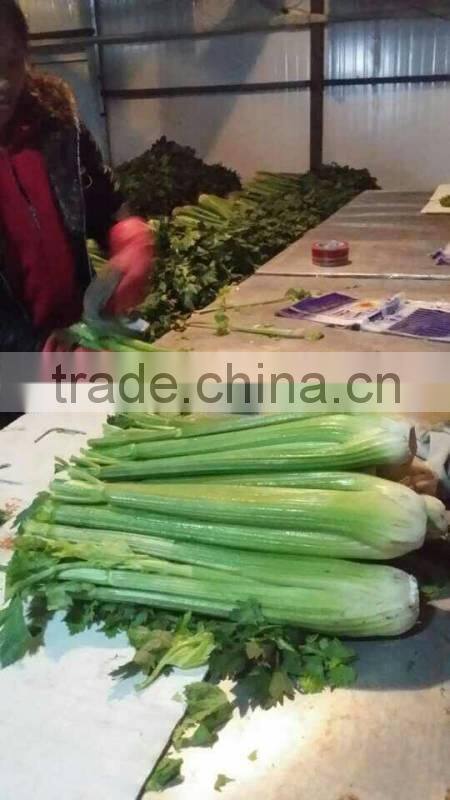 Fresh celery for sale good quality