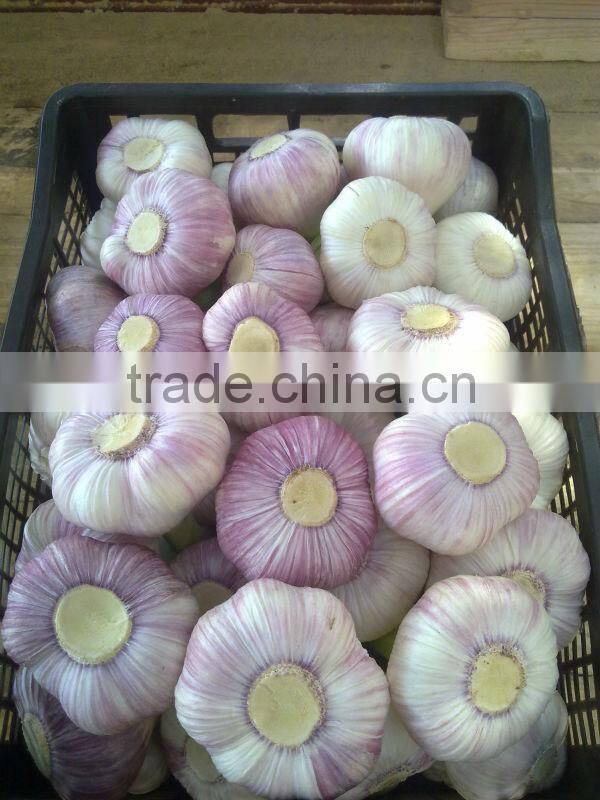 Red Garlic