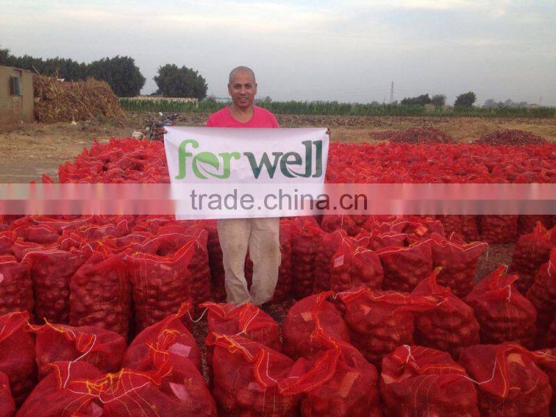 fresh onion from egypt high quality