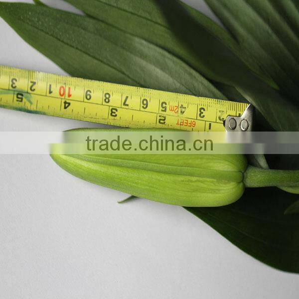 wholesale fresh lily flower buy from Kunming flower planting base