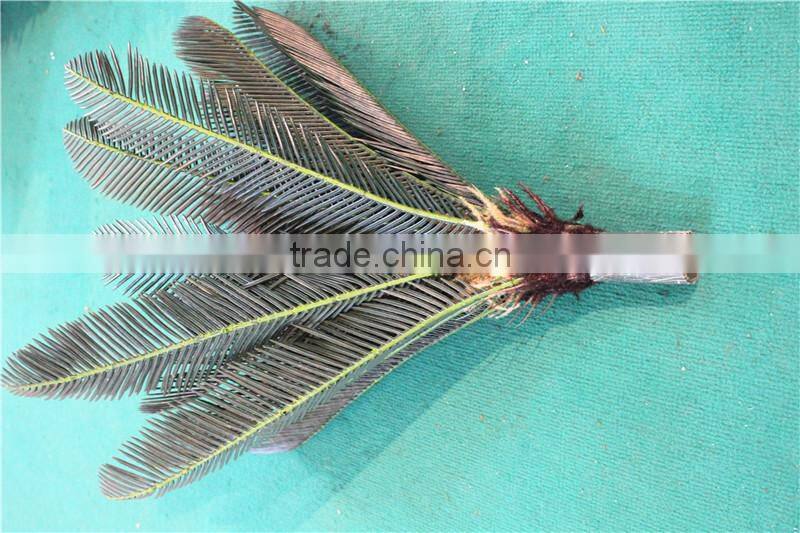 Home garden decorative 30cm to 200cm Height artificial bonsai cycas EST11 2705