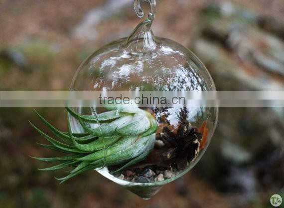 New design with high quality wholesale glass globle hanging terrarium