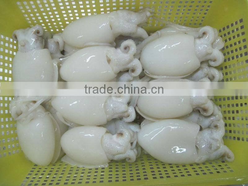 FROZEN BABY CUTTLEFISH