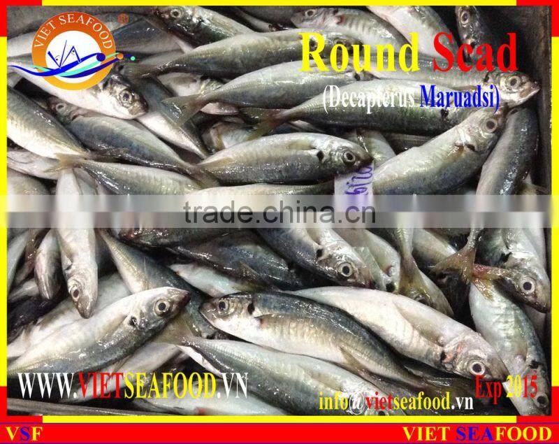 FROZEN MARUADSI WHOLE ROUND (ROUND SCAD)