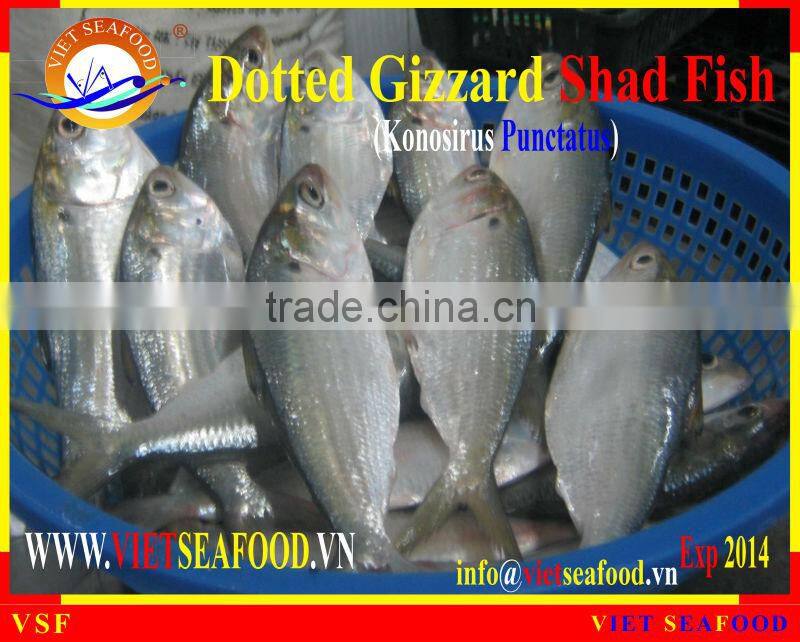 FROZEN W/R DOTTED GIZZARD SHAD FISH