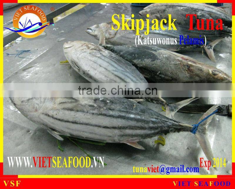 FROZEN SKIPJACK TUNA WHOLE ROUND