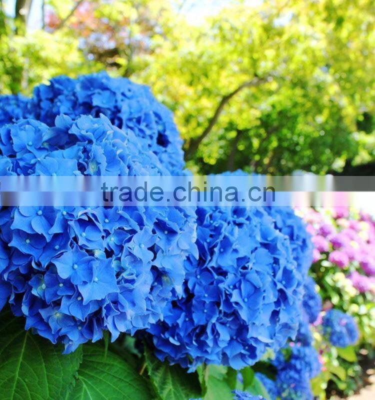 Wide variety new arrival apple hydrangea wreath