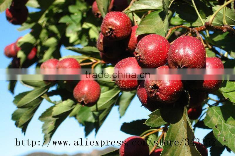 Dried hawthorn fruit tea fruit tea health tea herbal tea