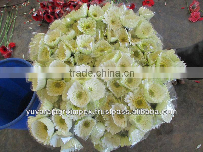 Orange Gerbera Flowers
