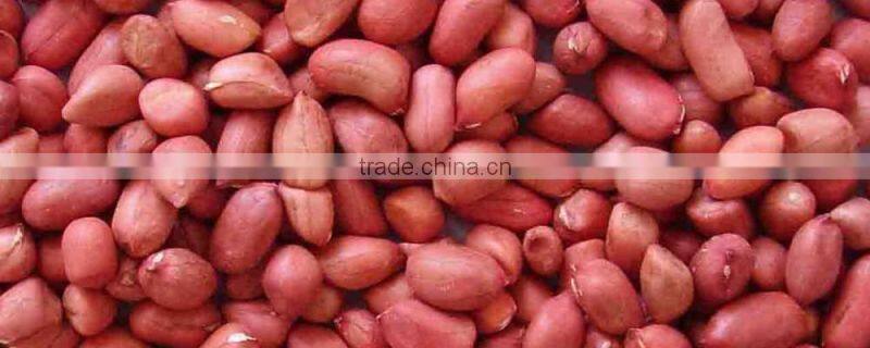 Blanched Peanuts Kernel Price PEANUT BOLD 80-90 COUNT