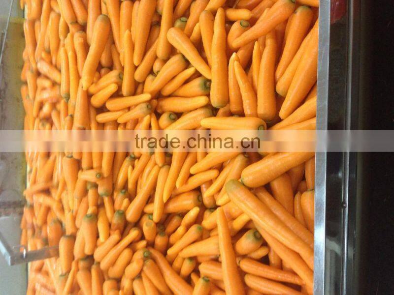 Export Standard Fresh Carrot