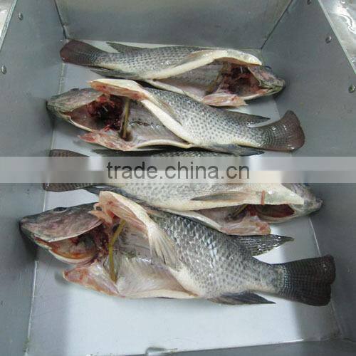 whole & round frozen Tilapia