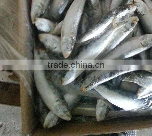 sardine fish scientific name