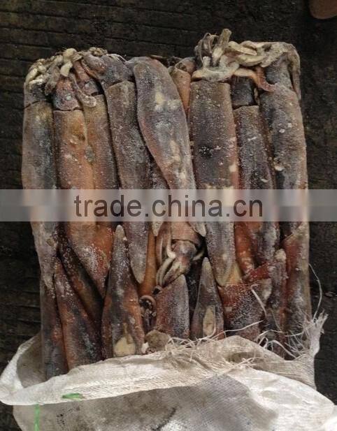 Frozen illex squid for bait