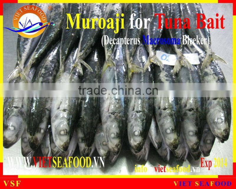 FROZEN MUROAJI FOR TUNA BAIT