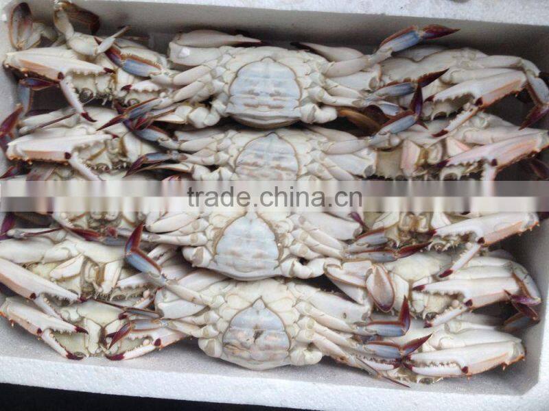Frozen whole round Swimming Crab