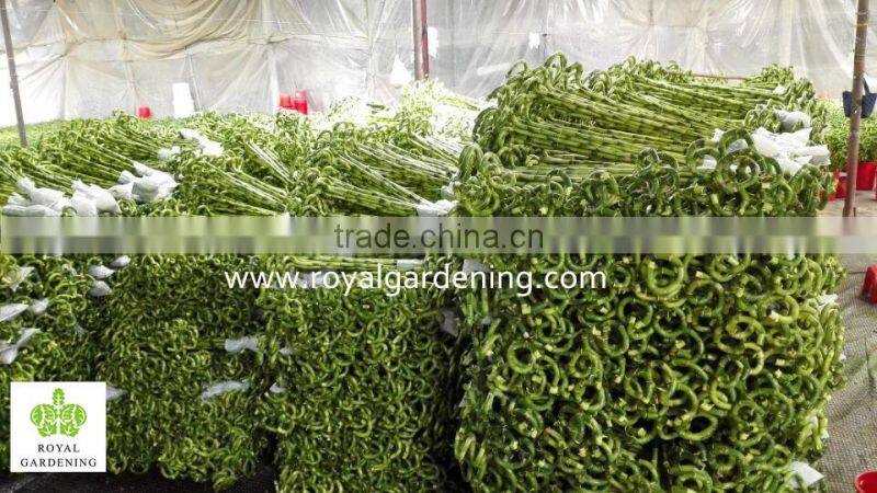 Spiral lucky bamboo high 40cm,45cm,50cm,60cm,70cm,80cm,90cm,1m