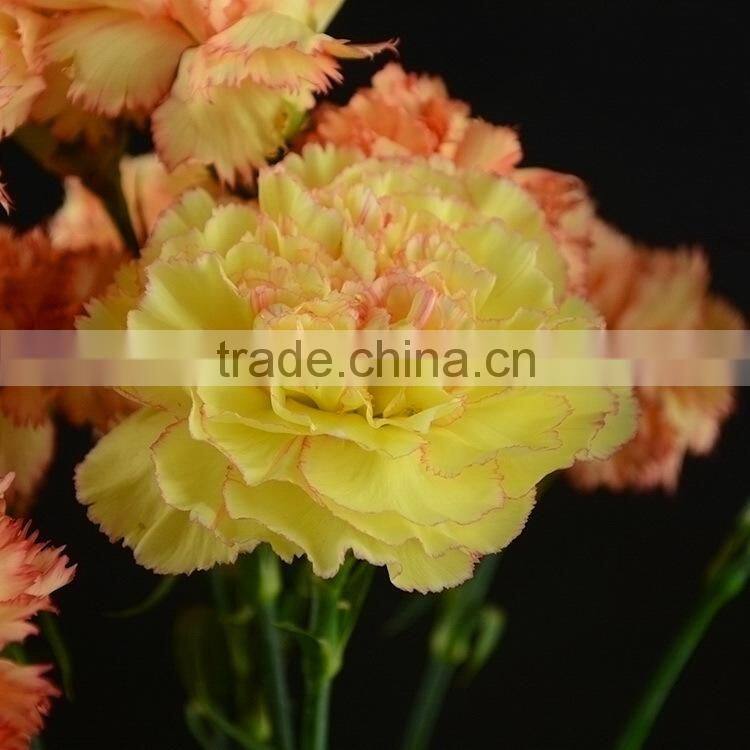 Beautiful new arrival exporters carnation