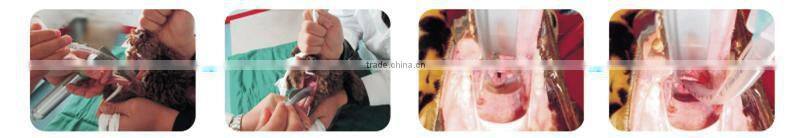 Animal illuminate trachea laryngosocpe