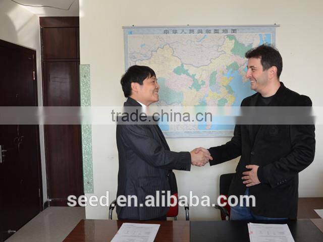 open pollinated leafy caraway seeds Big Leaf