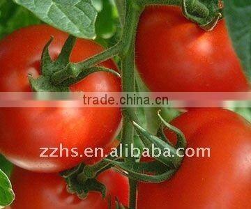 Caned Tomato Sauce In Plastic Bottle