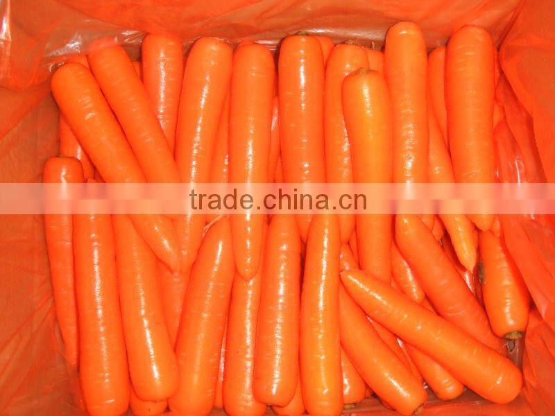 fresh carrot