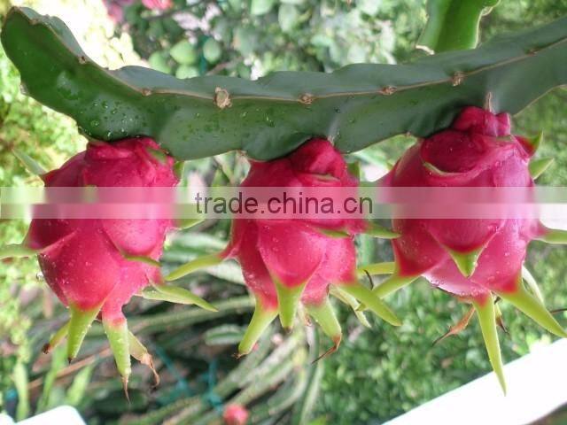 HOANG KIM VIETNAM EXPORT DRAGON FRUIT