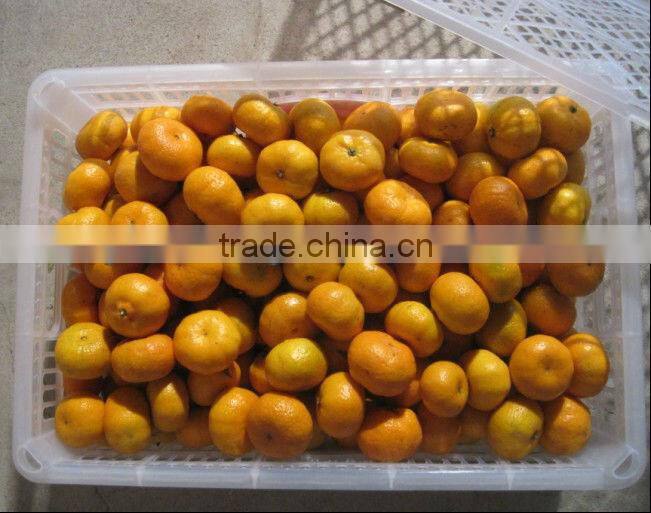 2012 shatang orange top quality without leaf