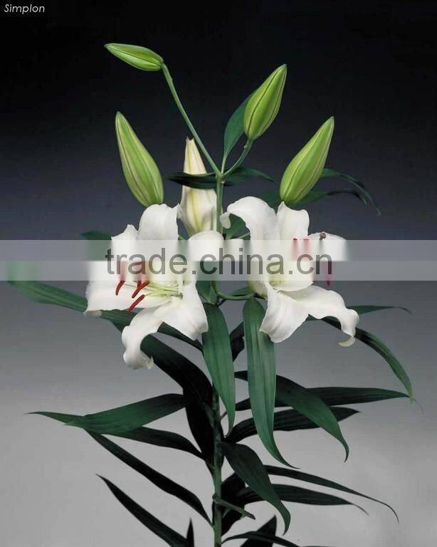 Supply high quality fresh cut oriental white lily