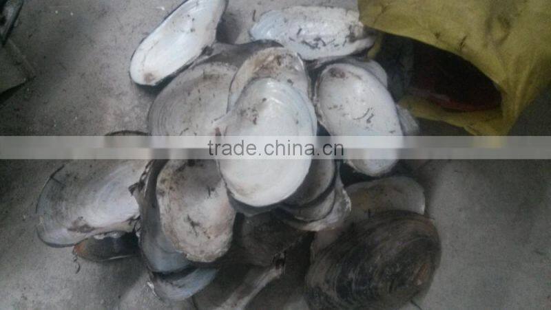 Wholesale chinese polished raw river shell